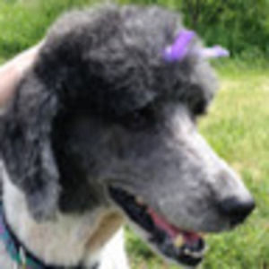 Meet your Posher, Ivy